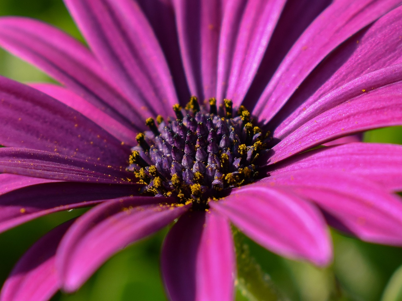 african daisy flower nature free photo