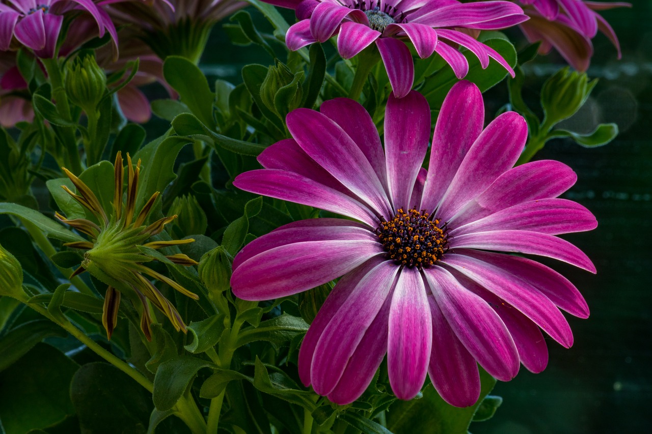 african daisy  kmop  pink free photo