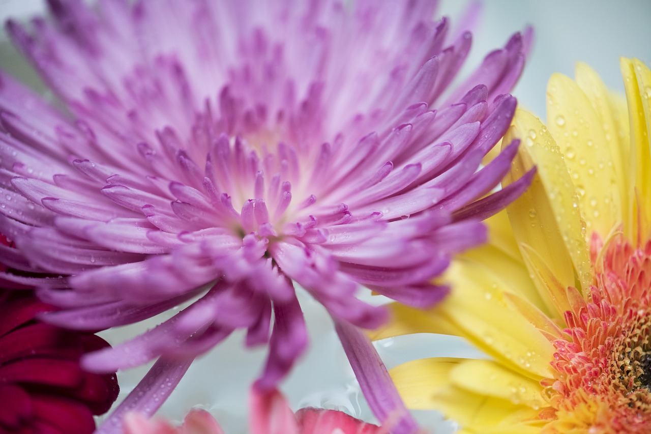 african daisy  attractive  background free photo