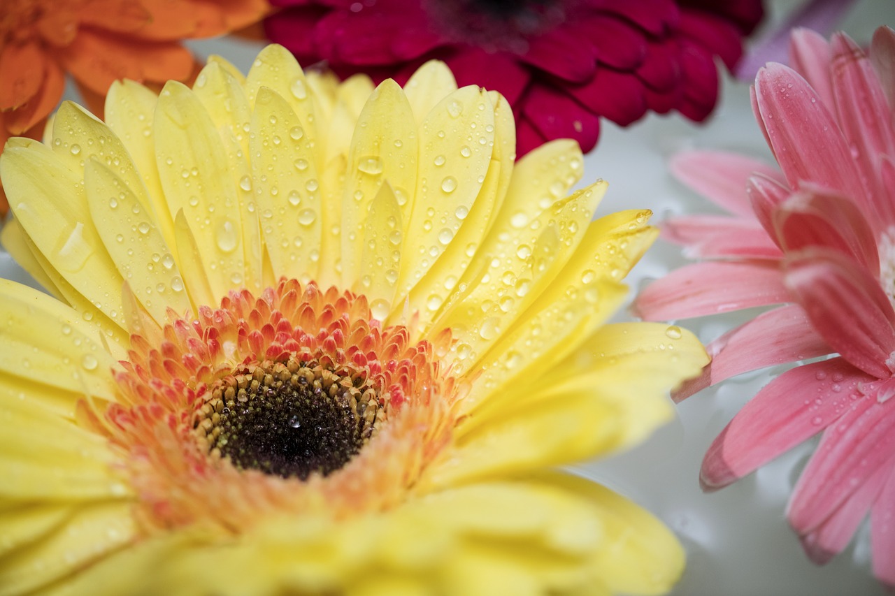 african daisy  attractive  background free photo