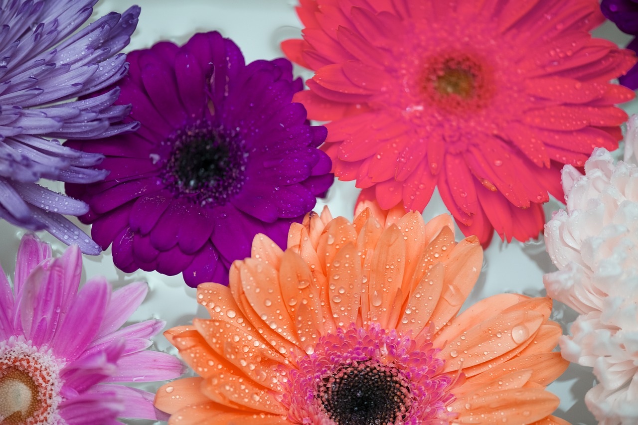 african daisy  attractive  background free photo