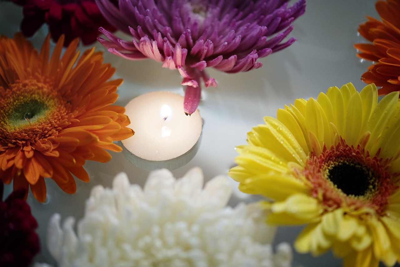 african daisy  attractive  background free photo