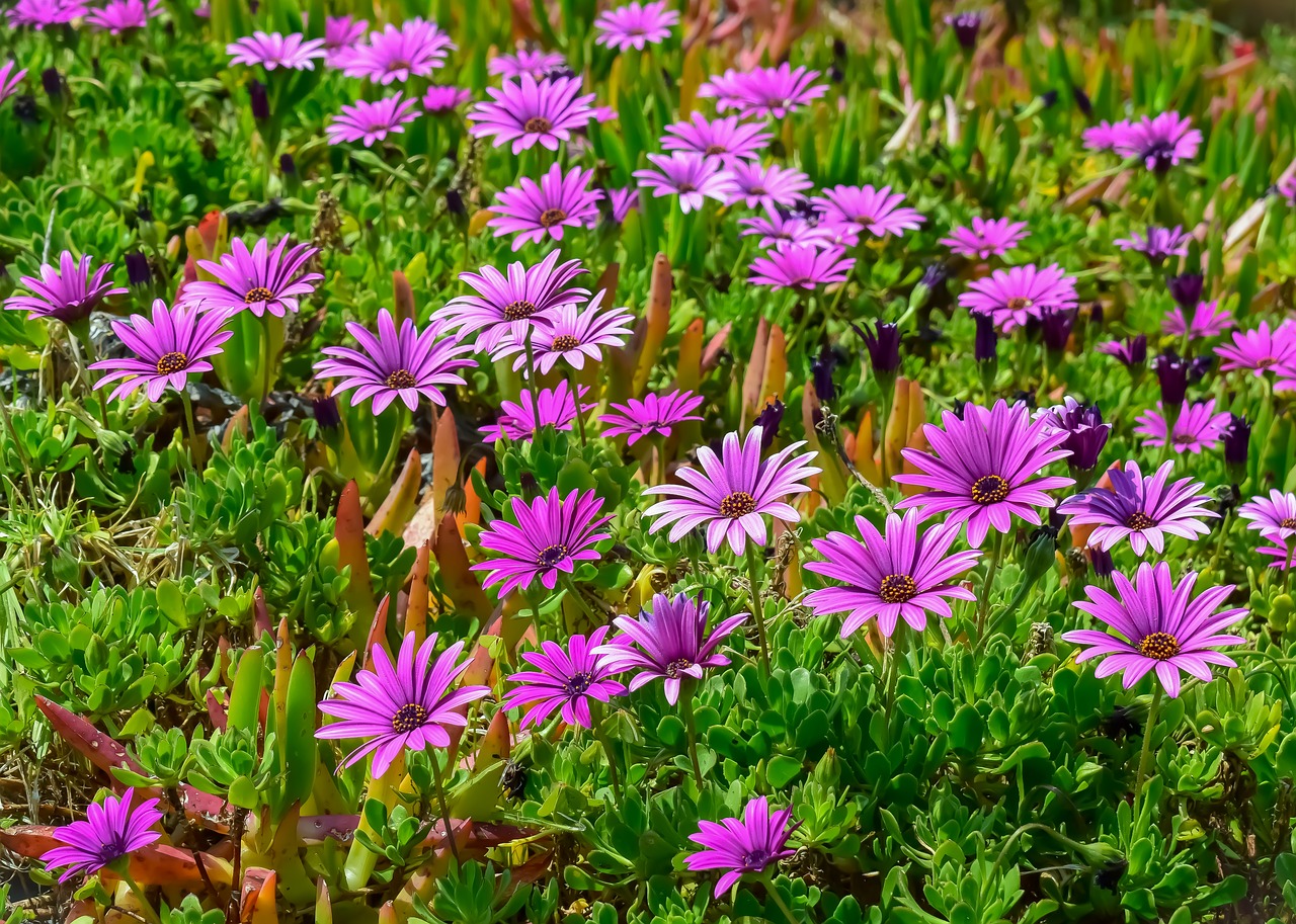 african daisy  flower  flora free photo