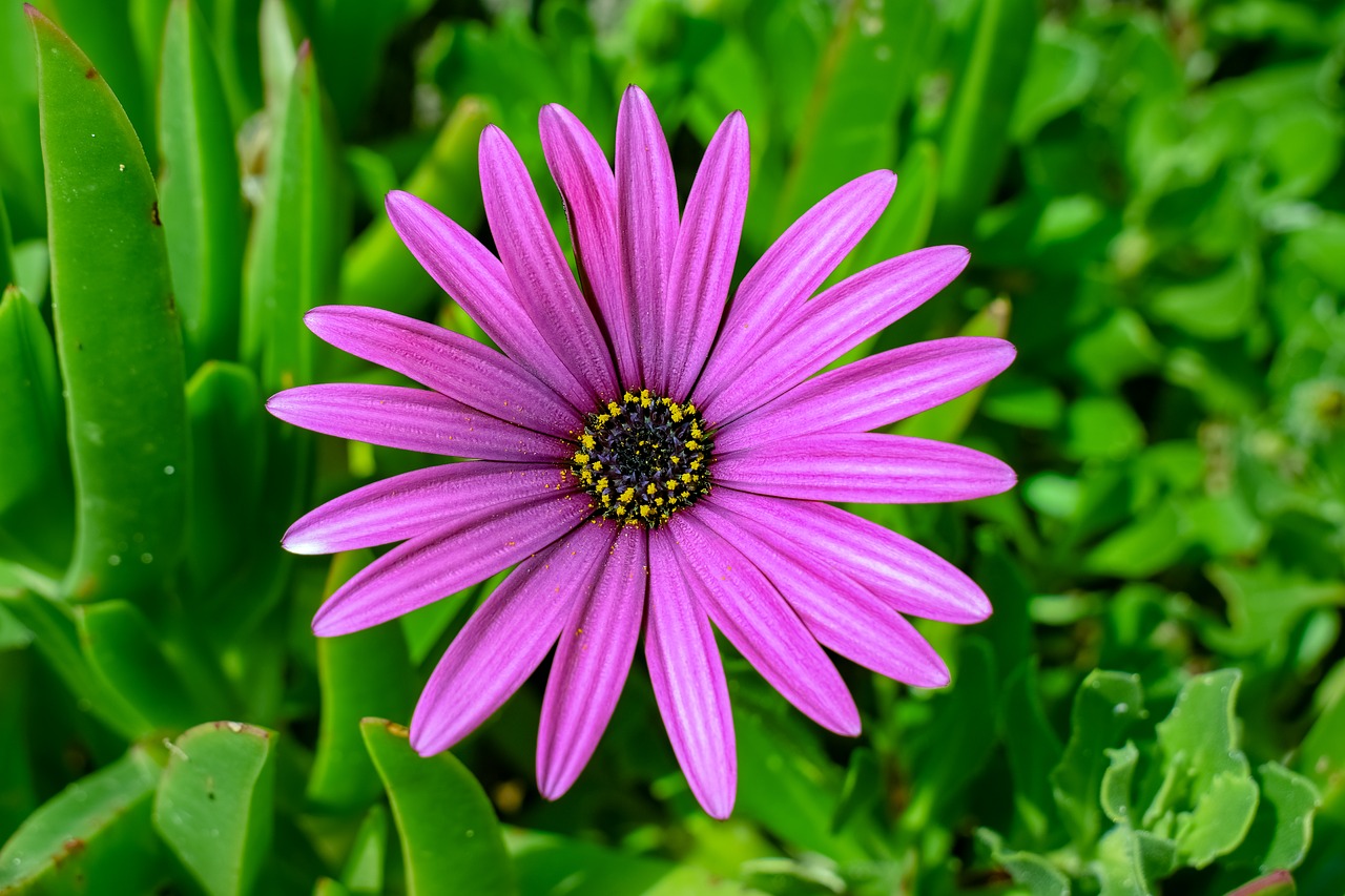 african daisy  nature  flora free photo
