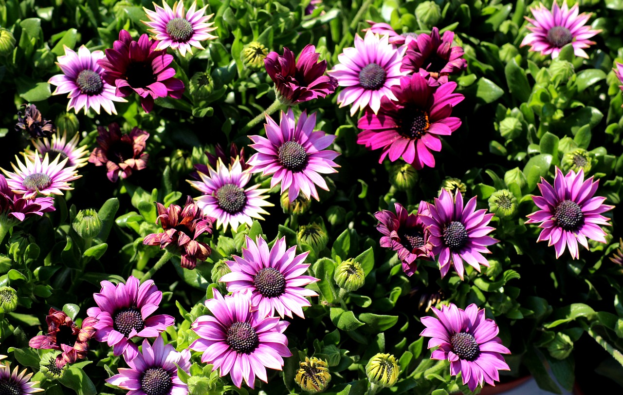 african daisy  bone  flowers free photo