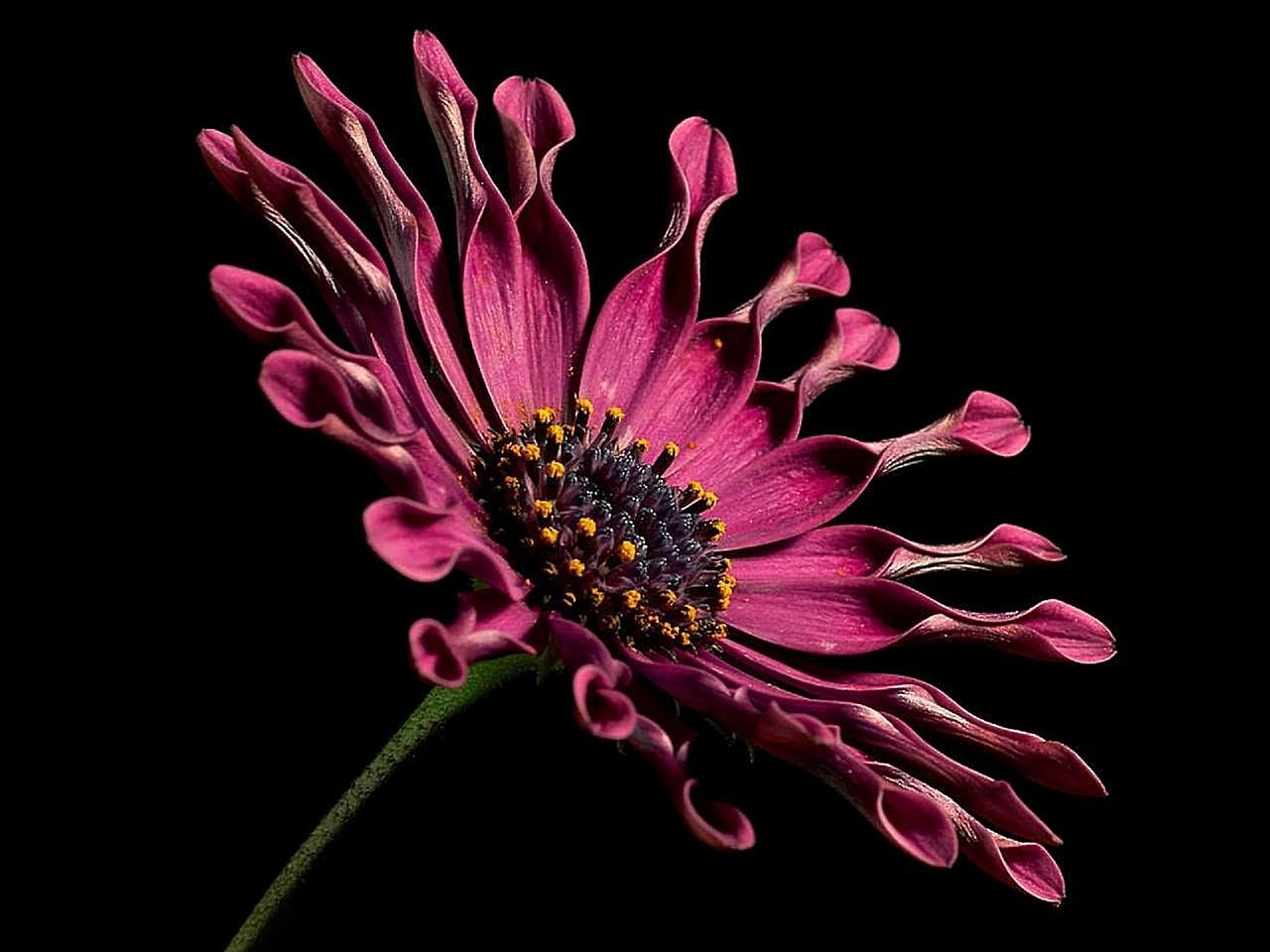 african daisy flower macro free photo