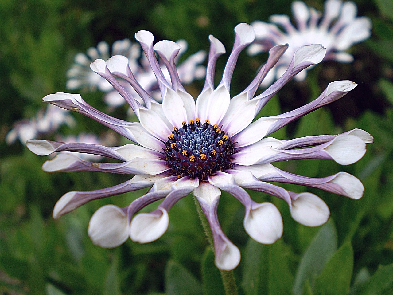 african daisy flower plant free photo