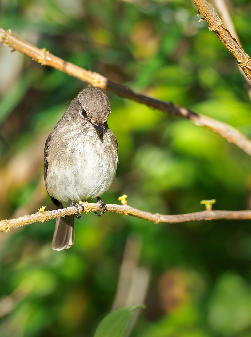 african dusky flycatcher  bird  nature free photo