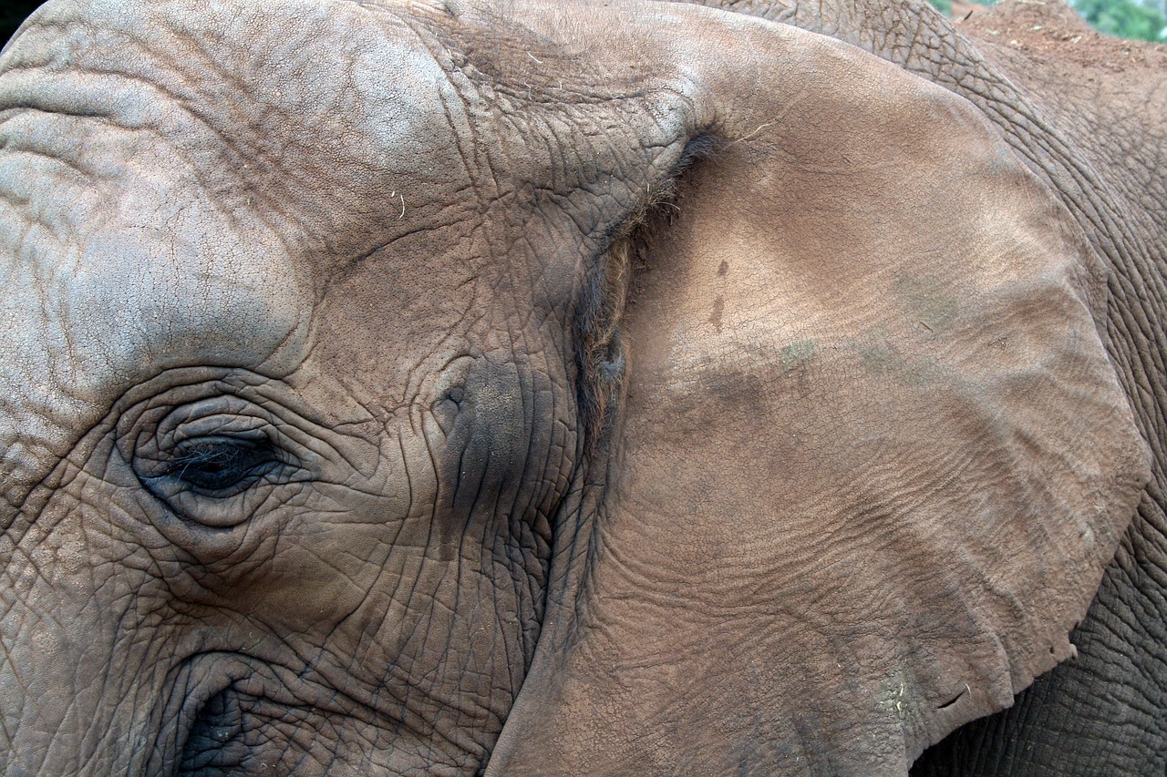 african elephant eye ear free photo
