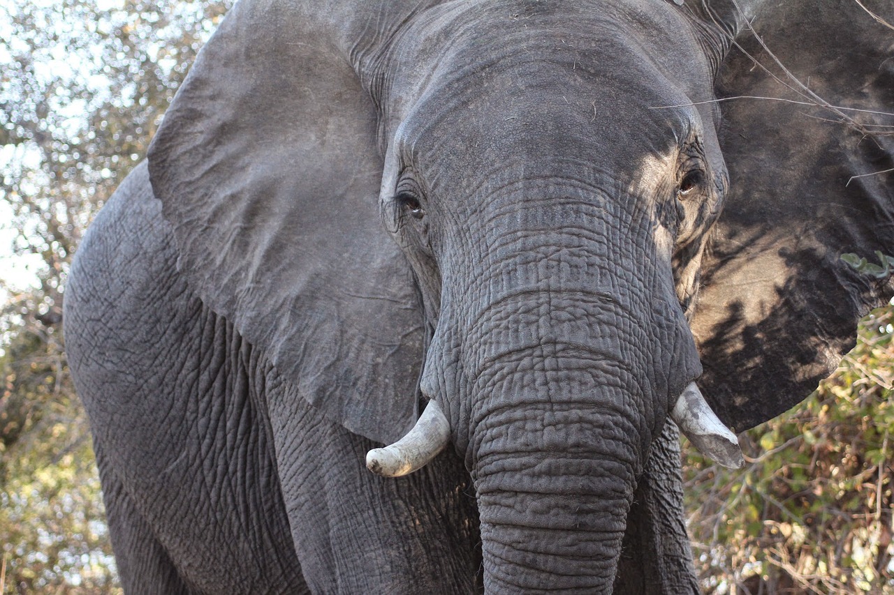 african elephant africa elephant free photo