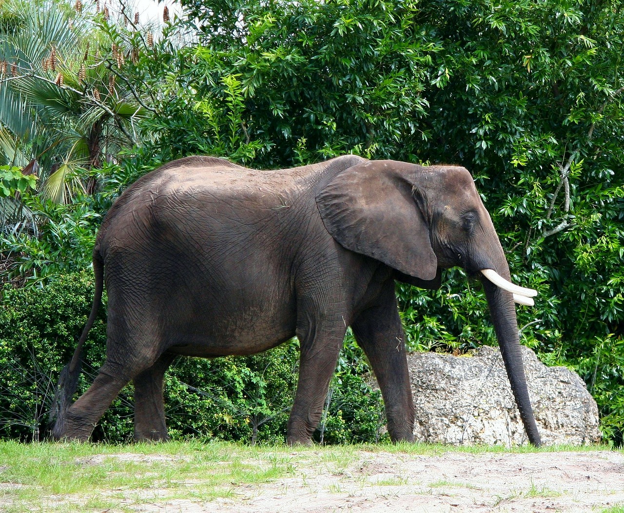 african elephant ivory tusk bull free photo