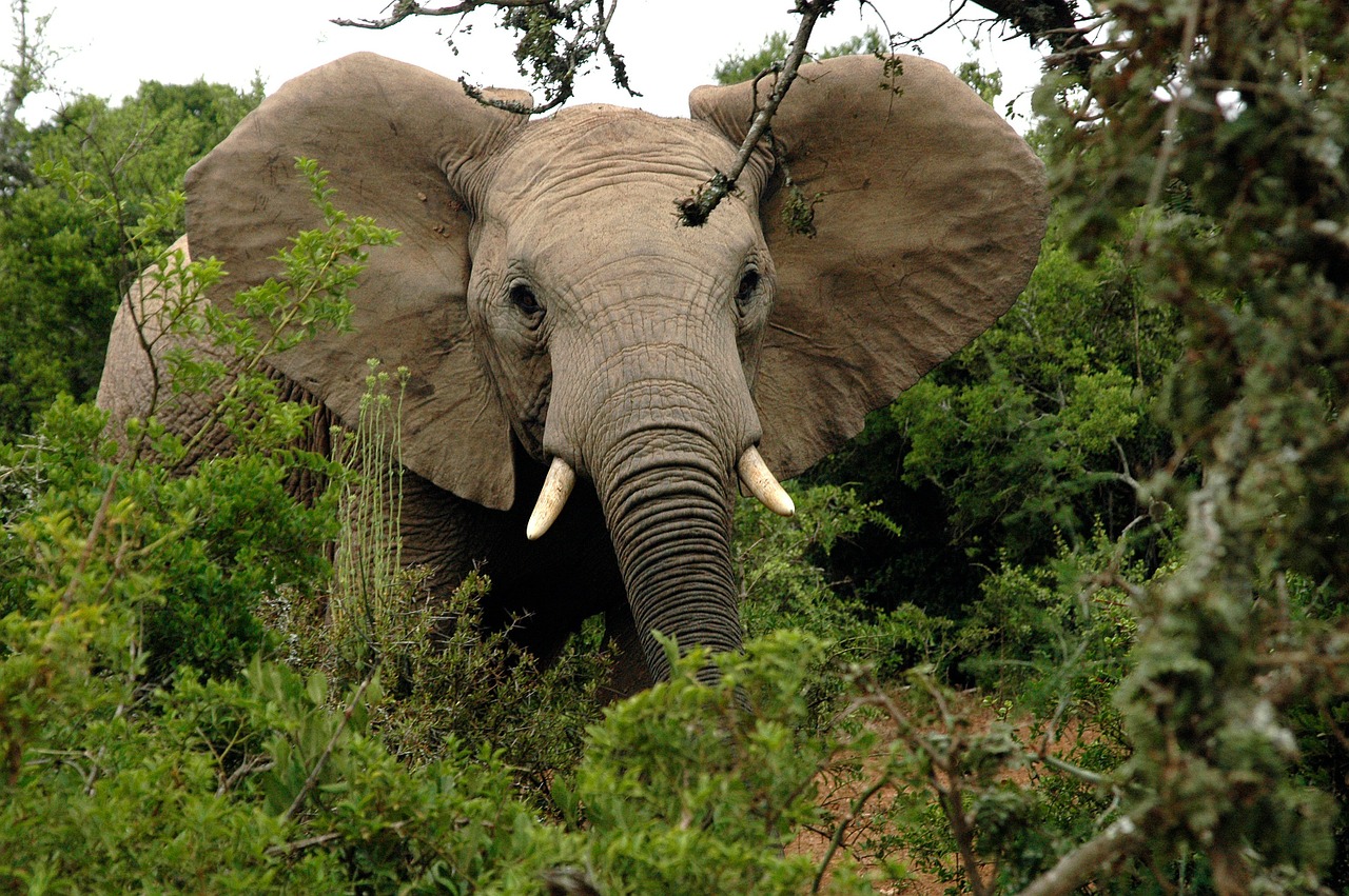 african elephant tusks trunk free photo