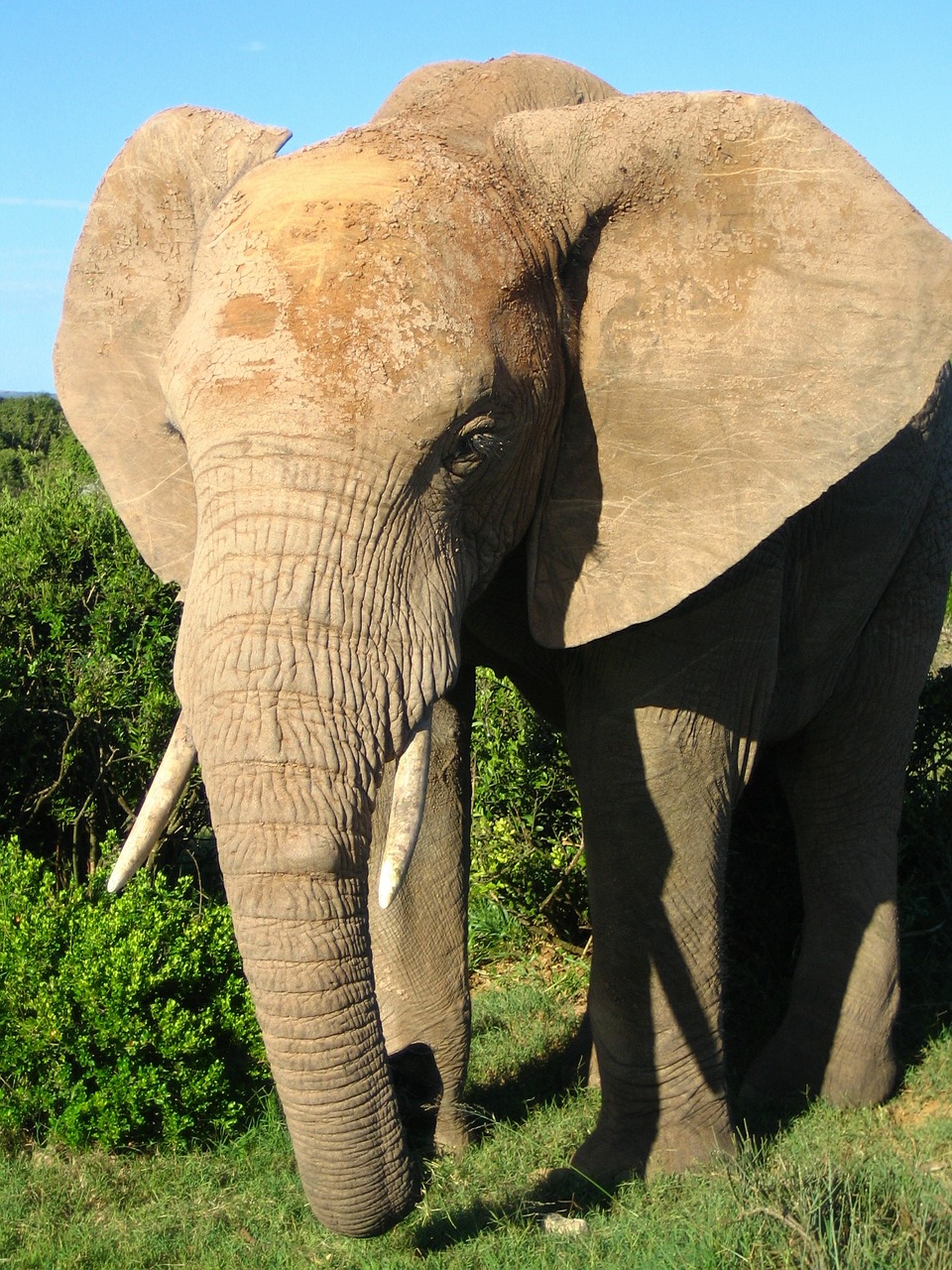 african elephant tusks trunk free photo