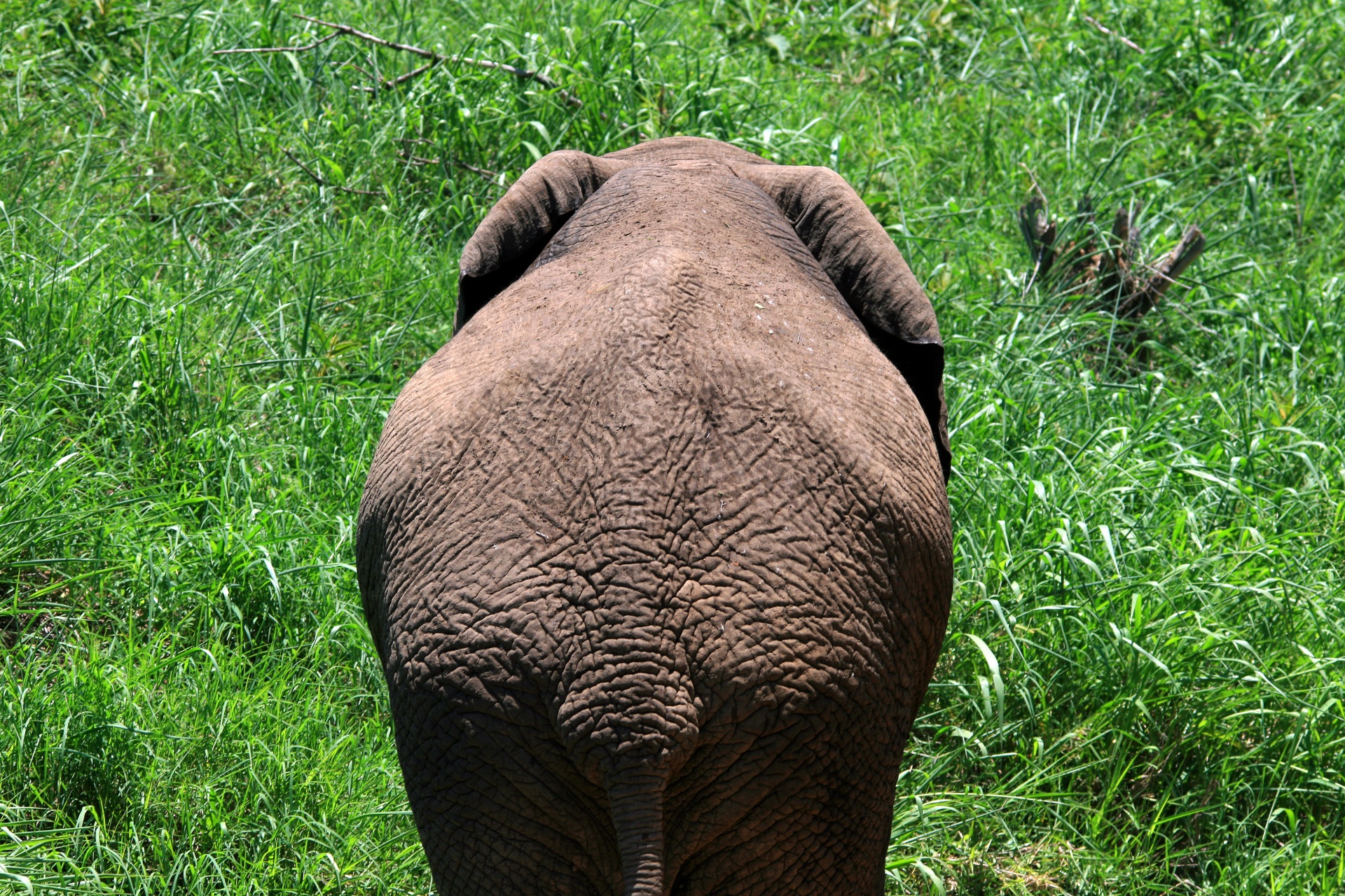 animal large elephant free photo