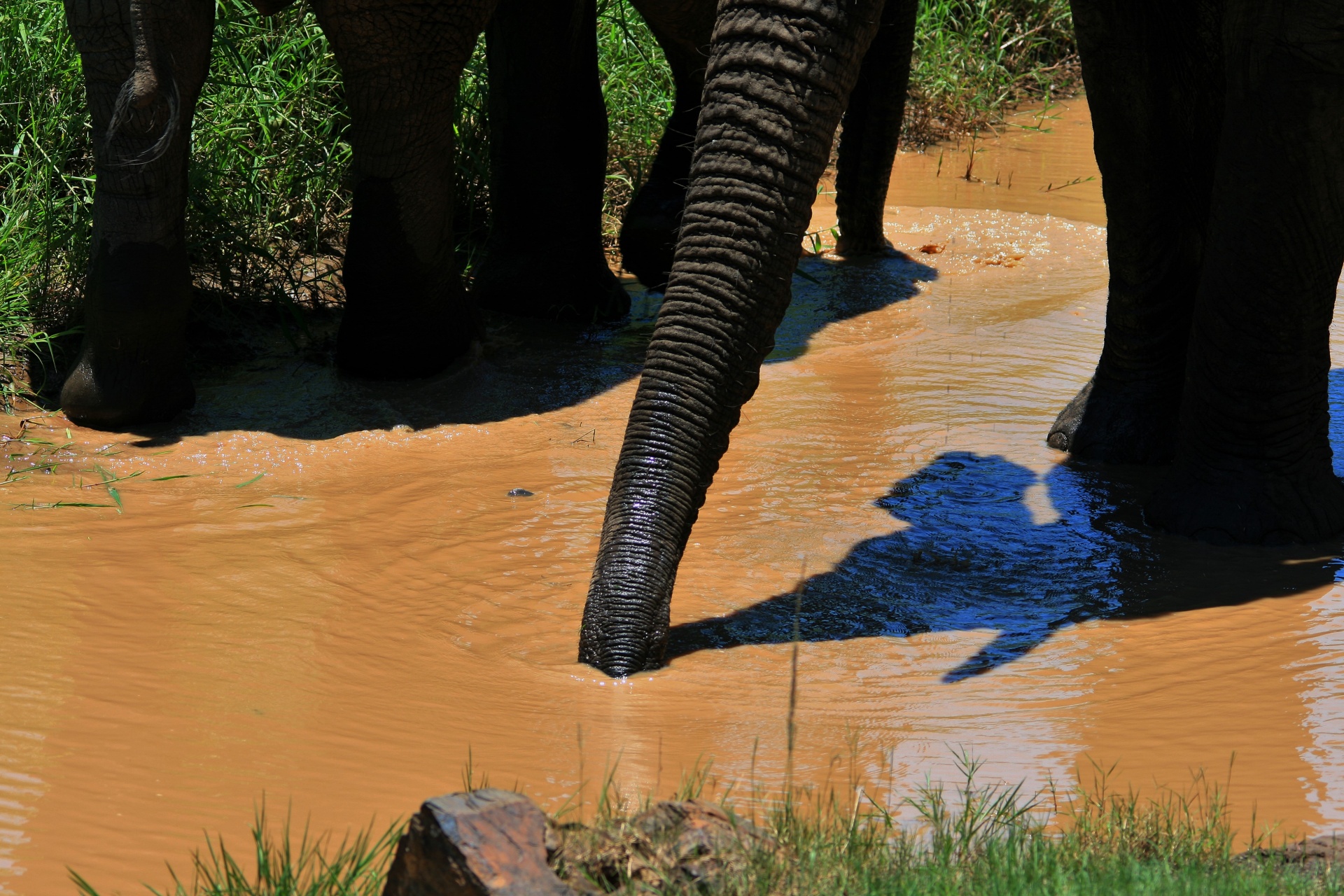 animal elephant african free photo