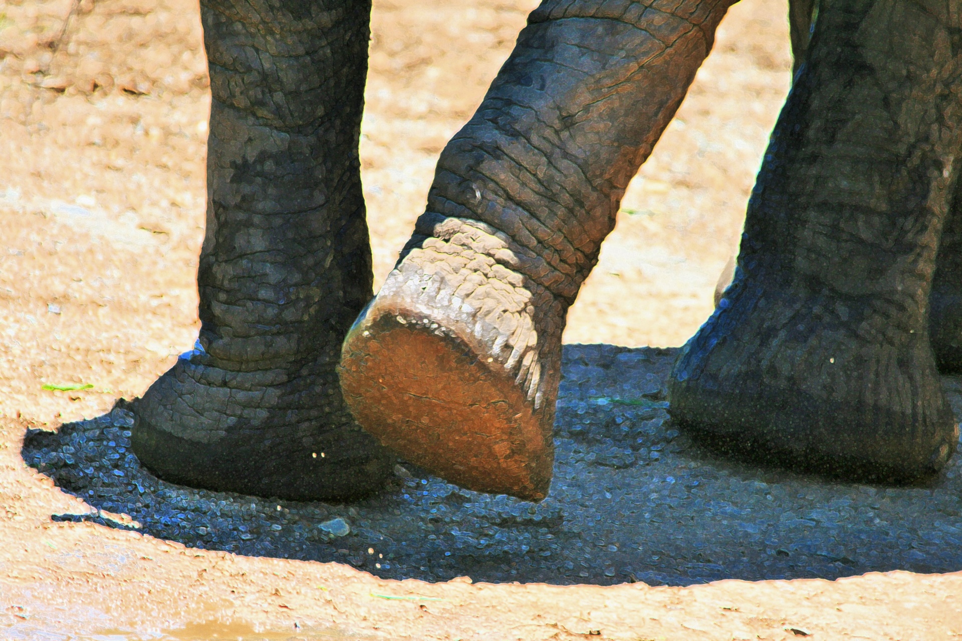 animal elephant legs free photo