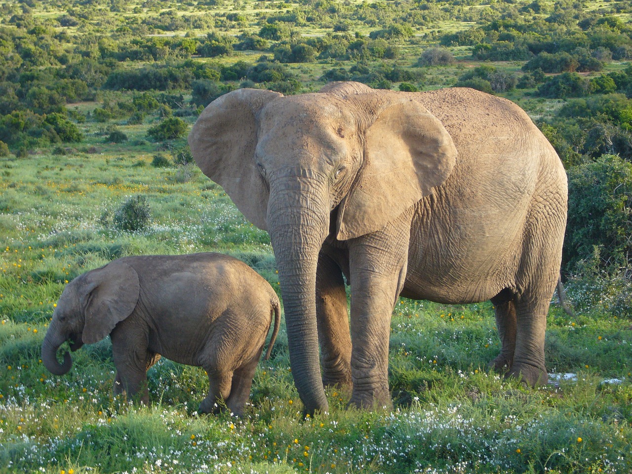 african elephants bush wildlife free photo