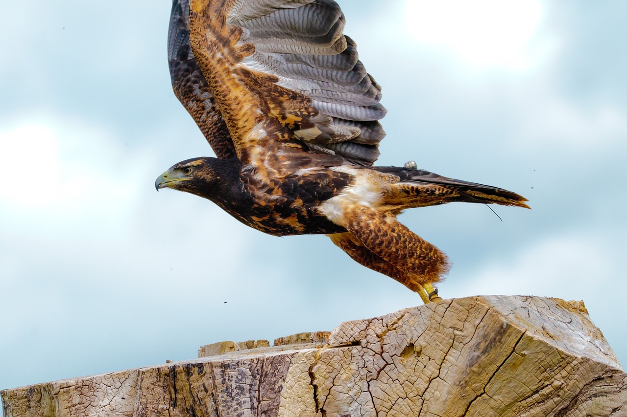 african fish eagle bird of prey raptor free photo