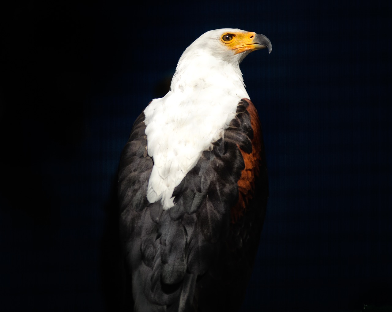 african fish eagle raptor eagle free photo