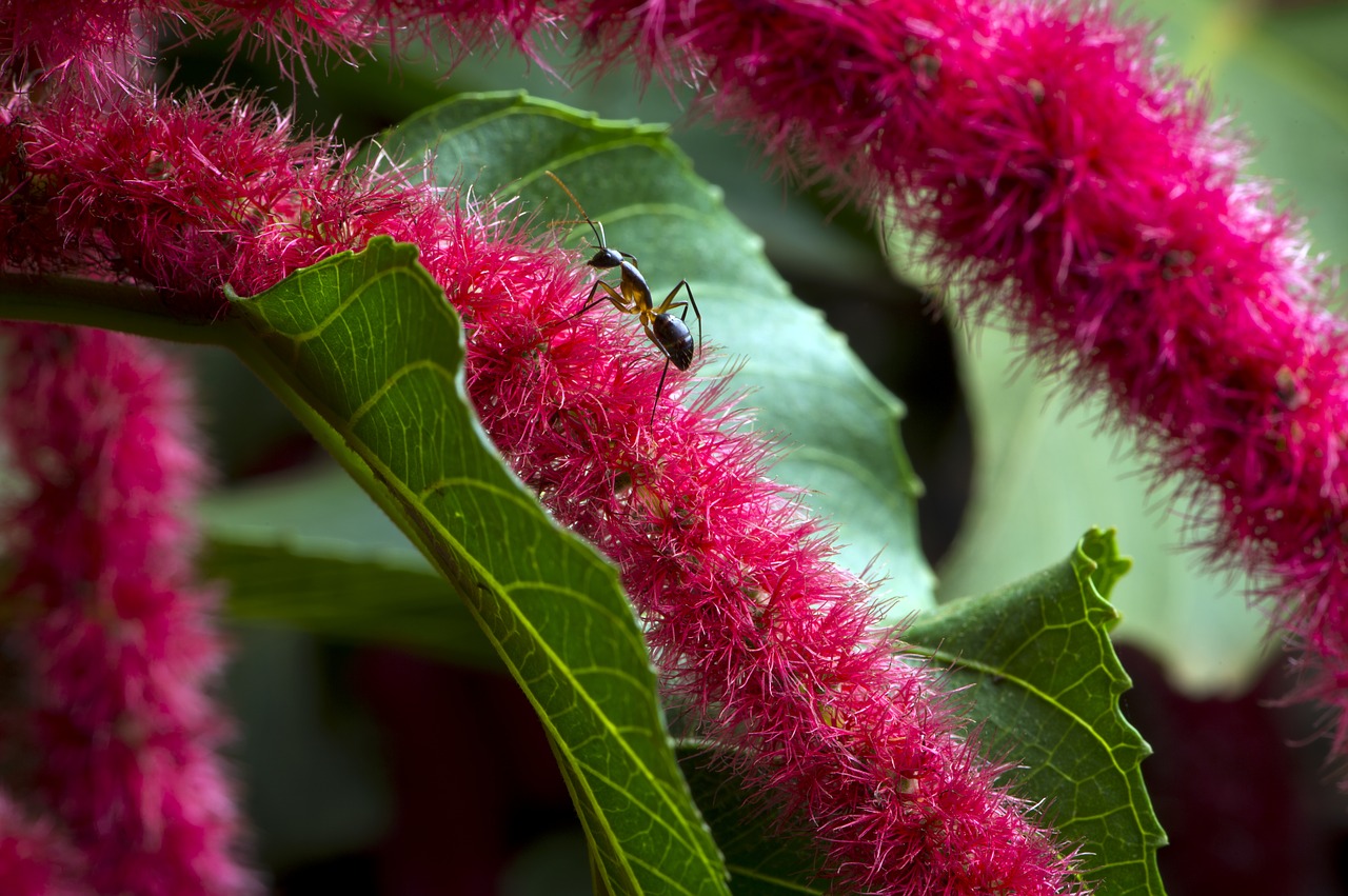 African flower,macro photography,blossom,ant,free pictures - free image ...