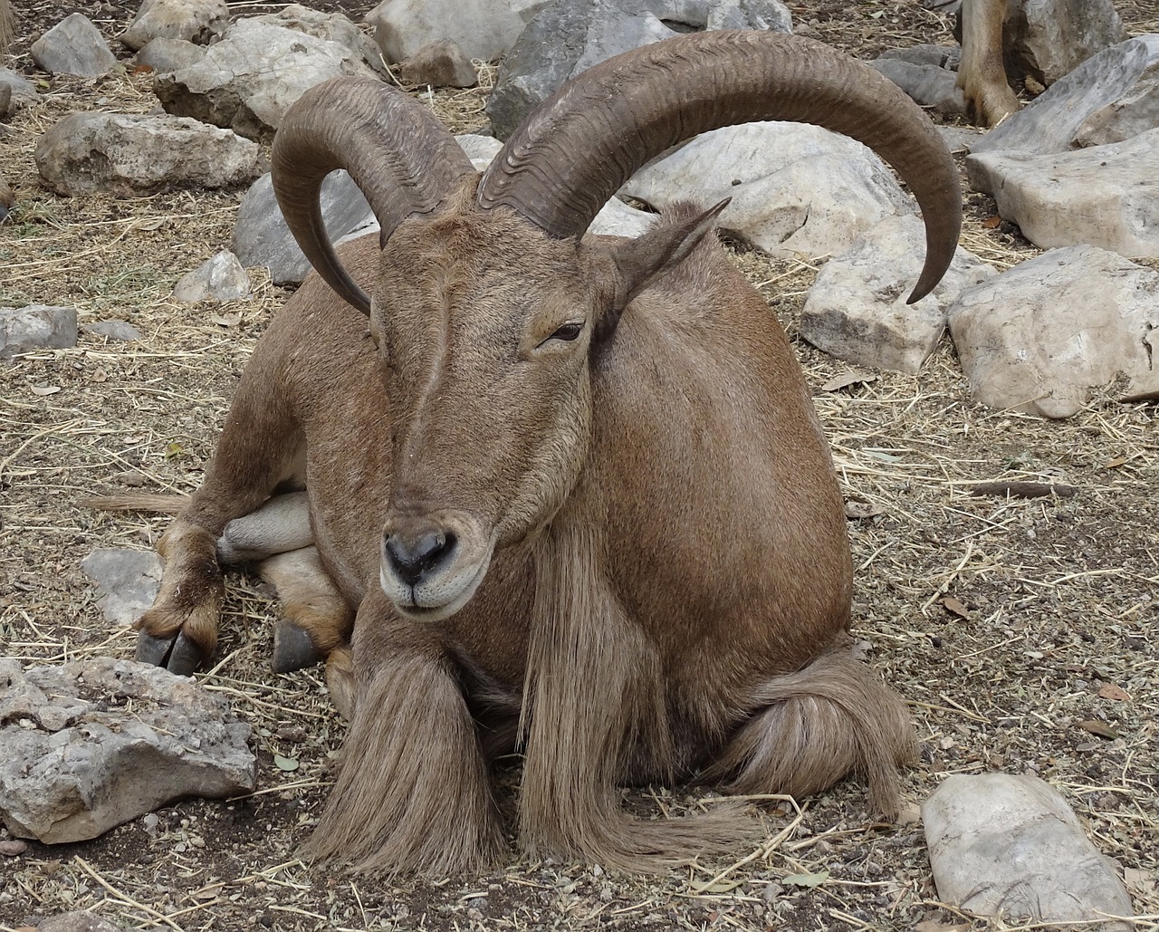 african goat mammal animal free photo