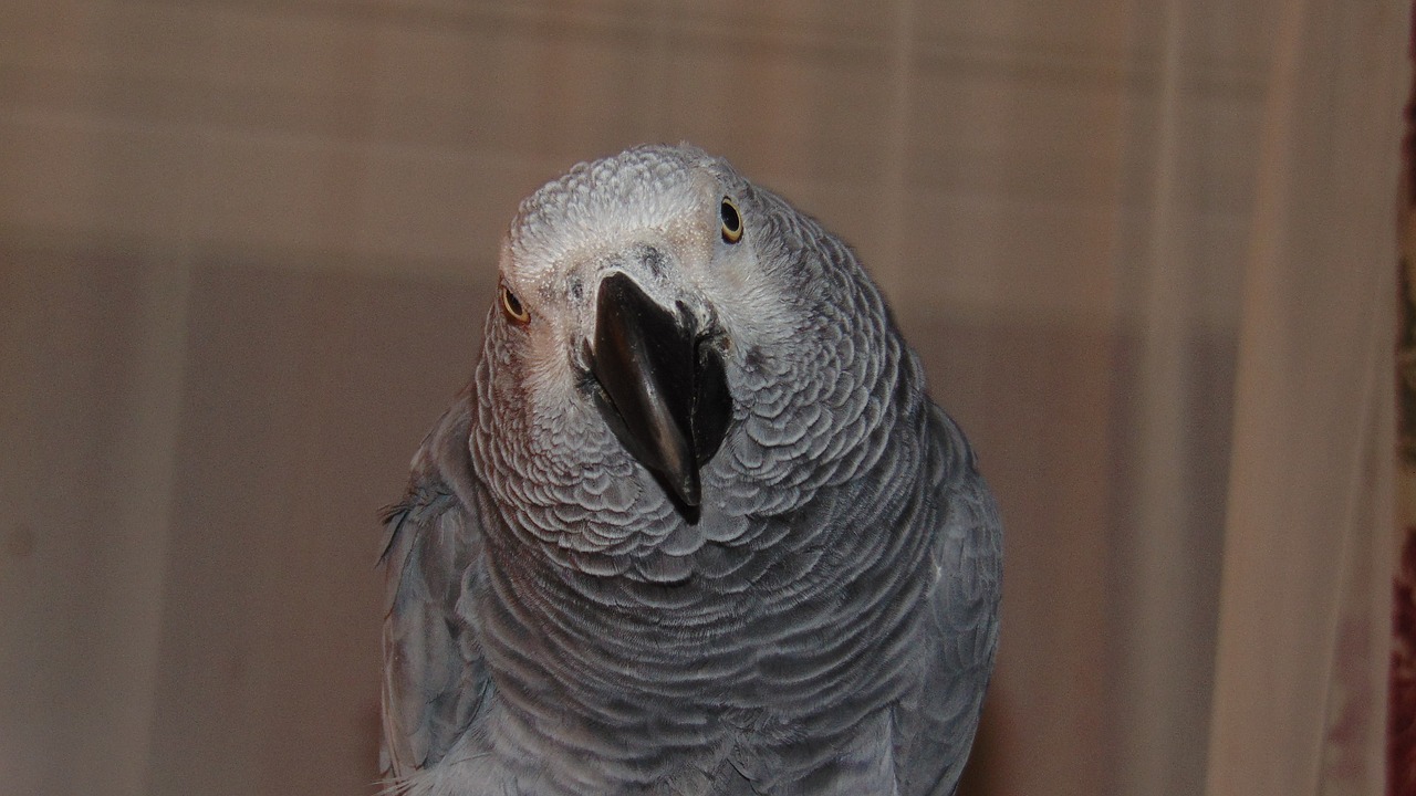 african grey parrot african free photo