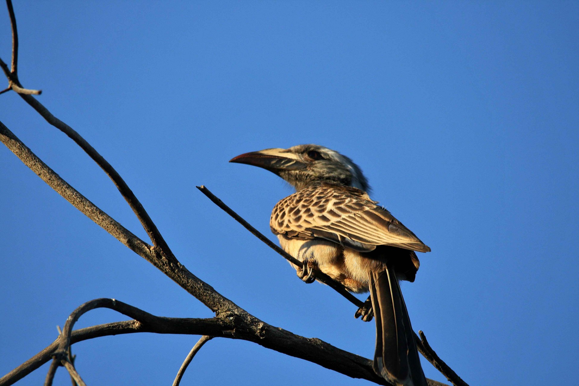 bird hornbill bill free photo