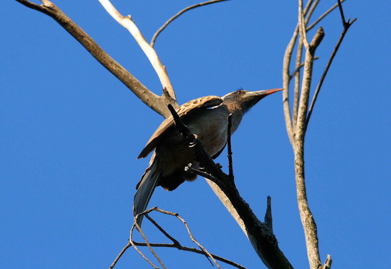 african grey hornbill bird female free photo