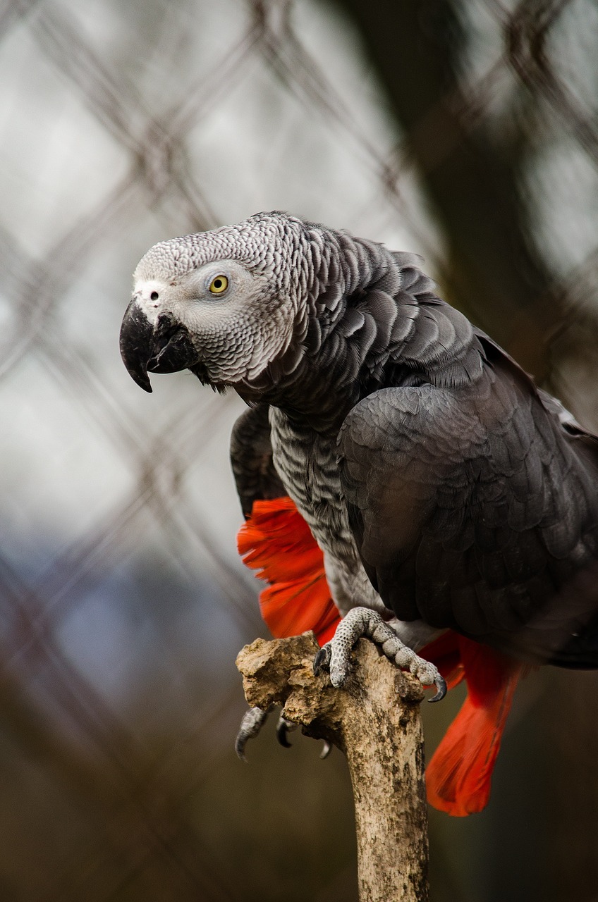 african grey parrot parrot bird free photo