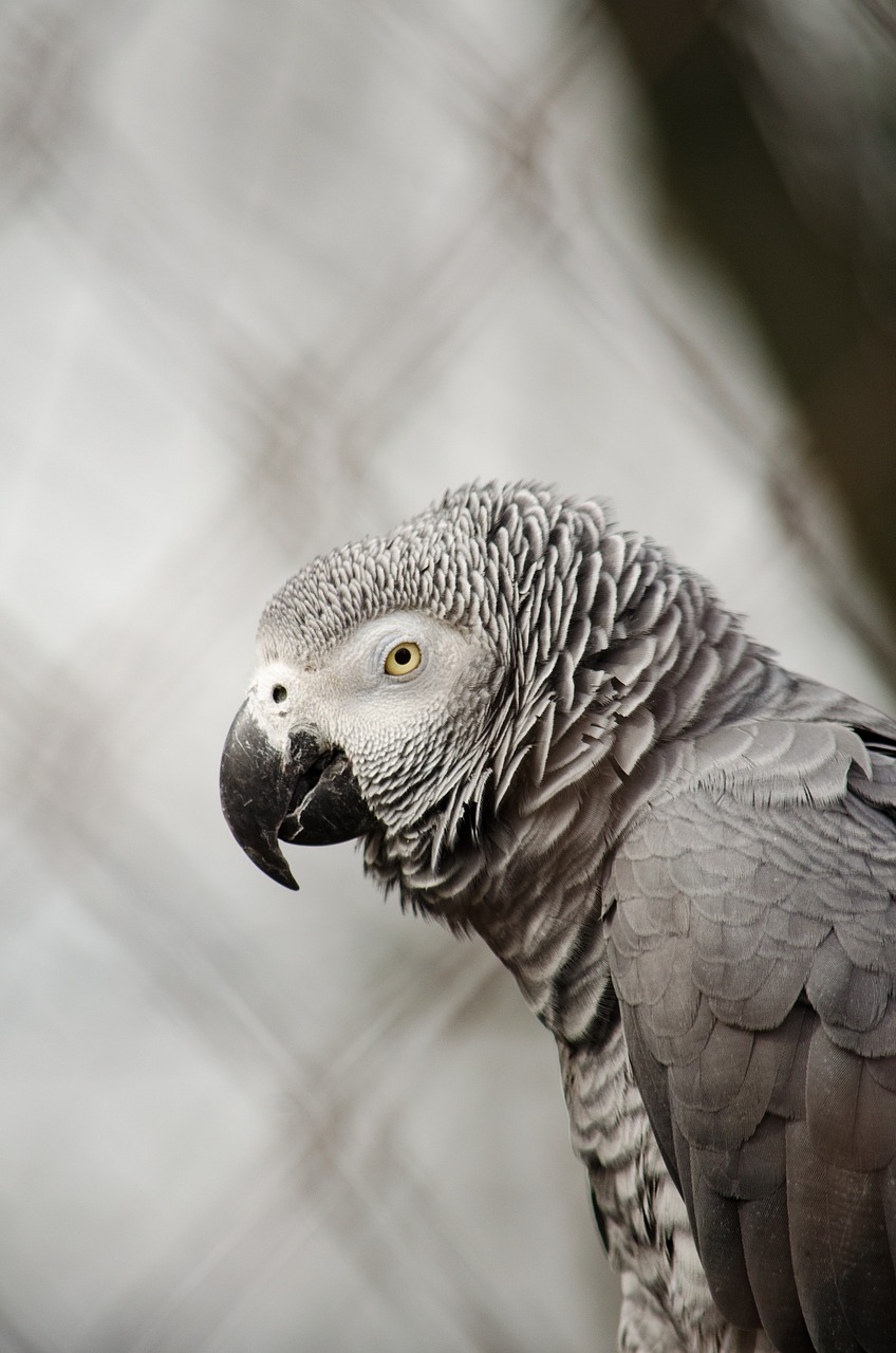 african grey parrot parrot bird free photo