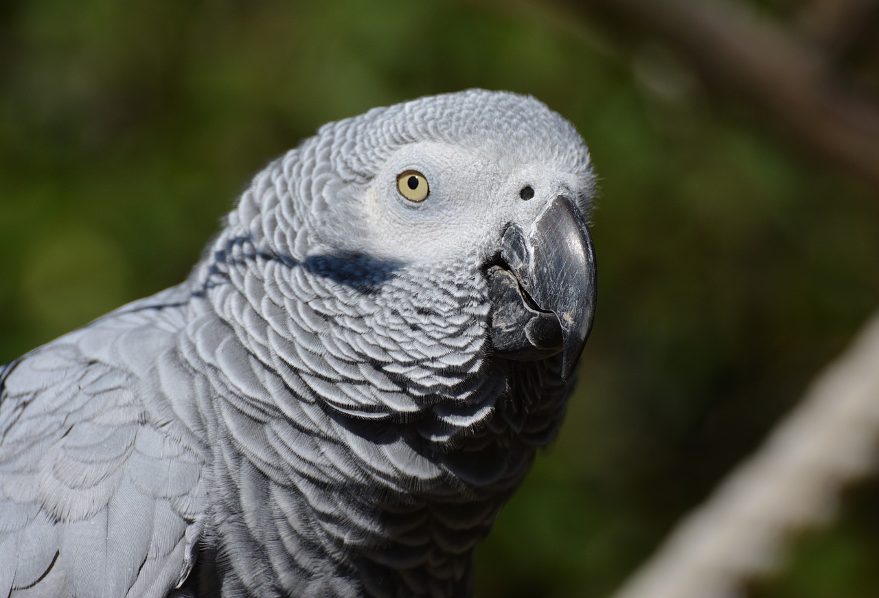 african grey parrot parrot bird free photo
