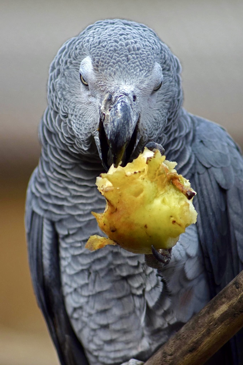 african grey parrot bird eating free photo