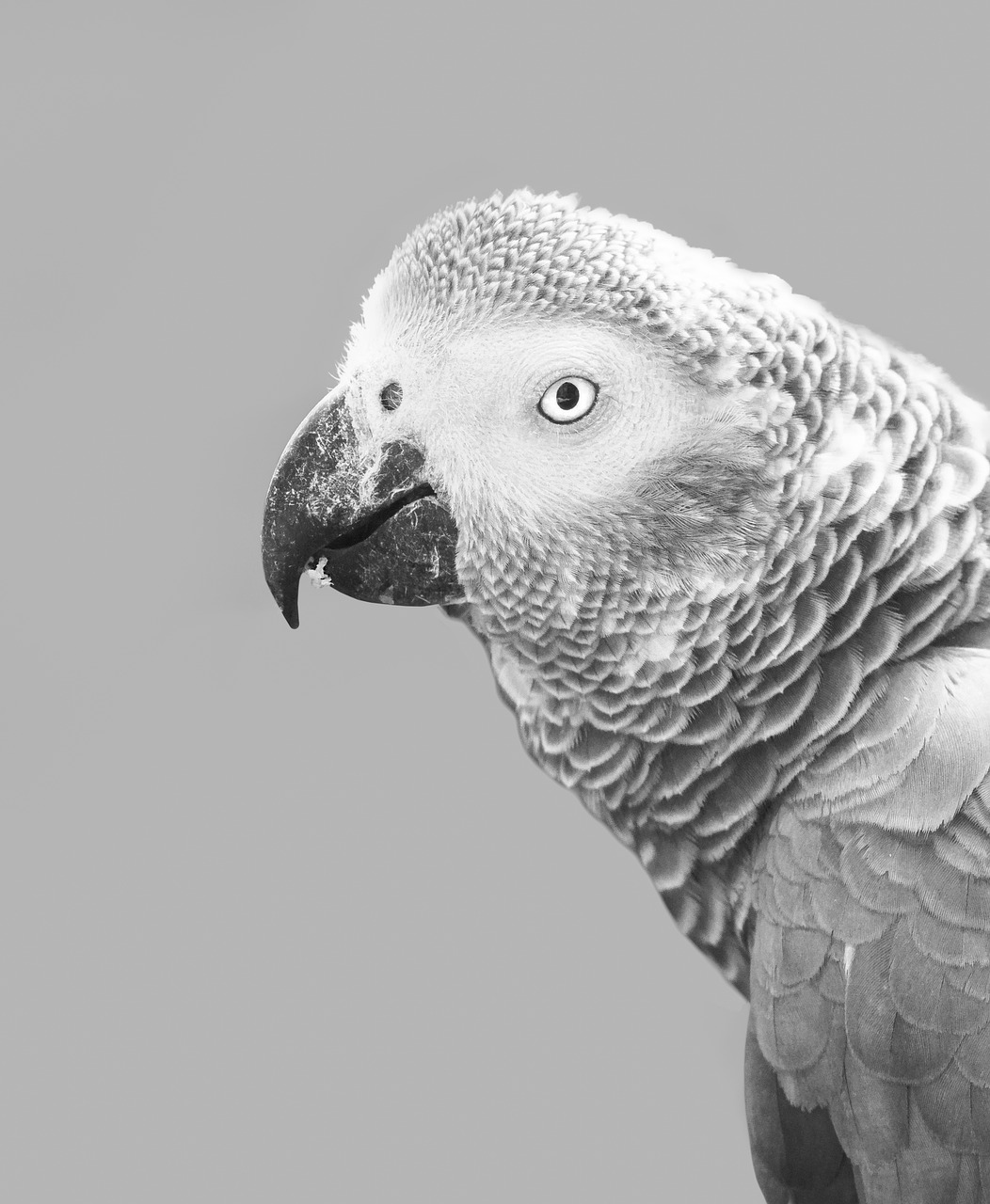 african grey parrot  parrot  bird free photo