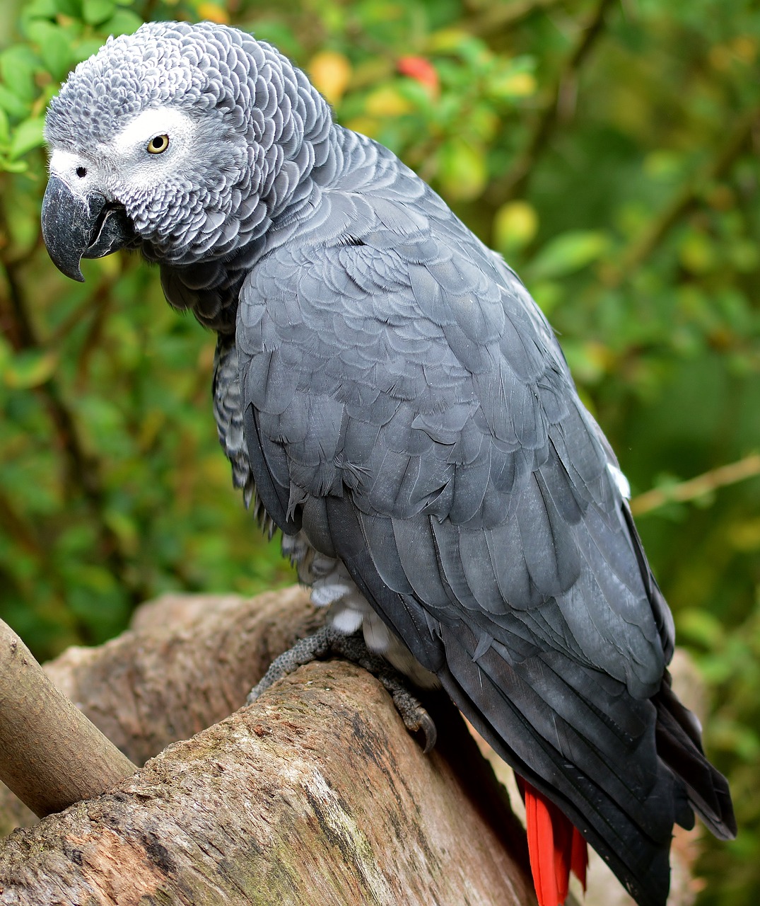 african grey parrot  nature free pictures free photo