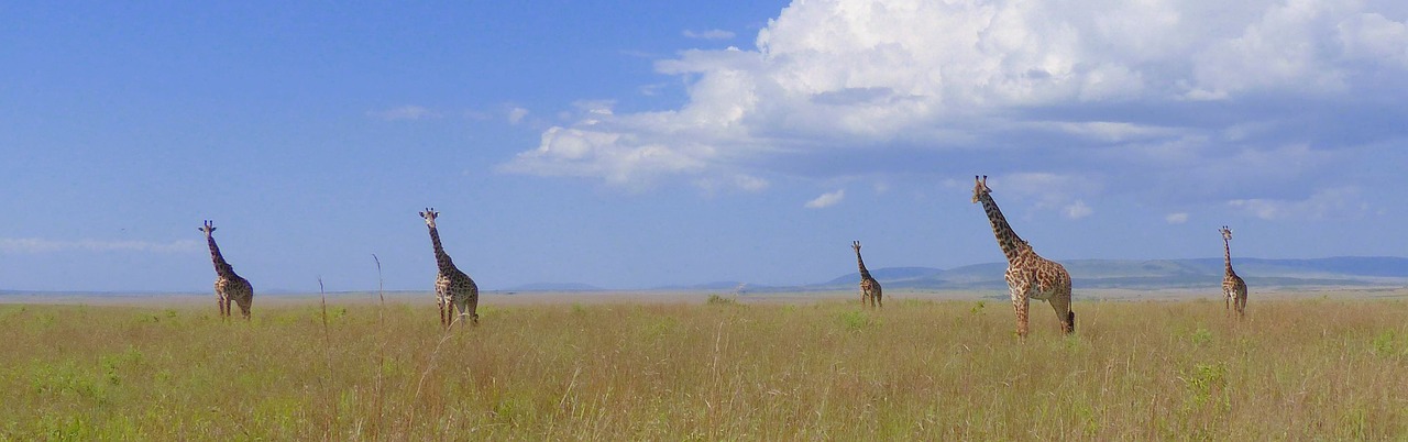 african horizon reach for the sky head in the clouds free photo