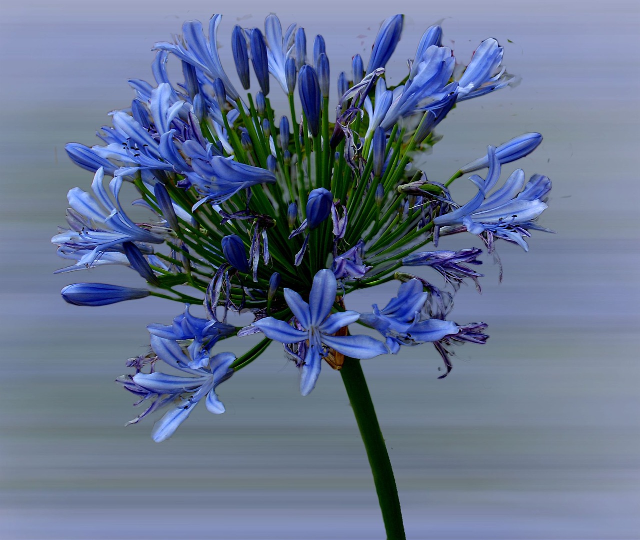 african lily lily flower free photo