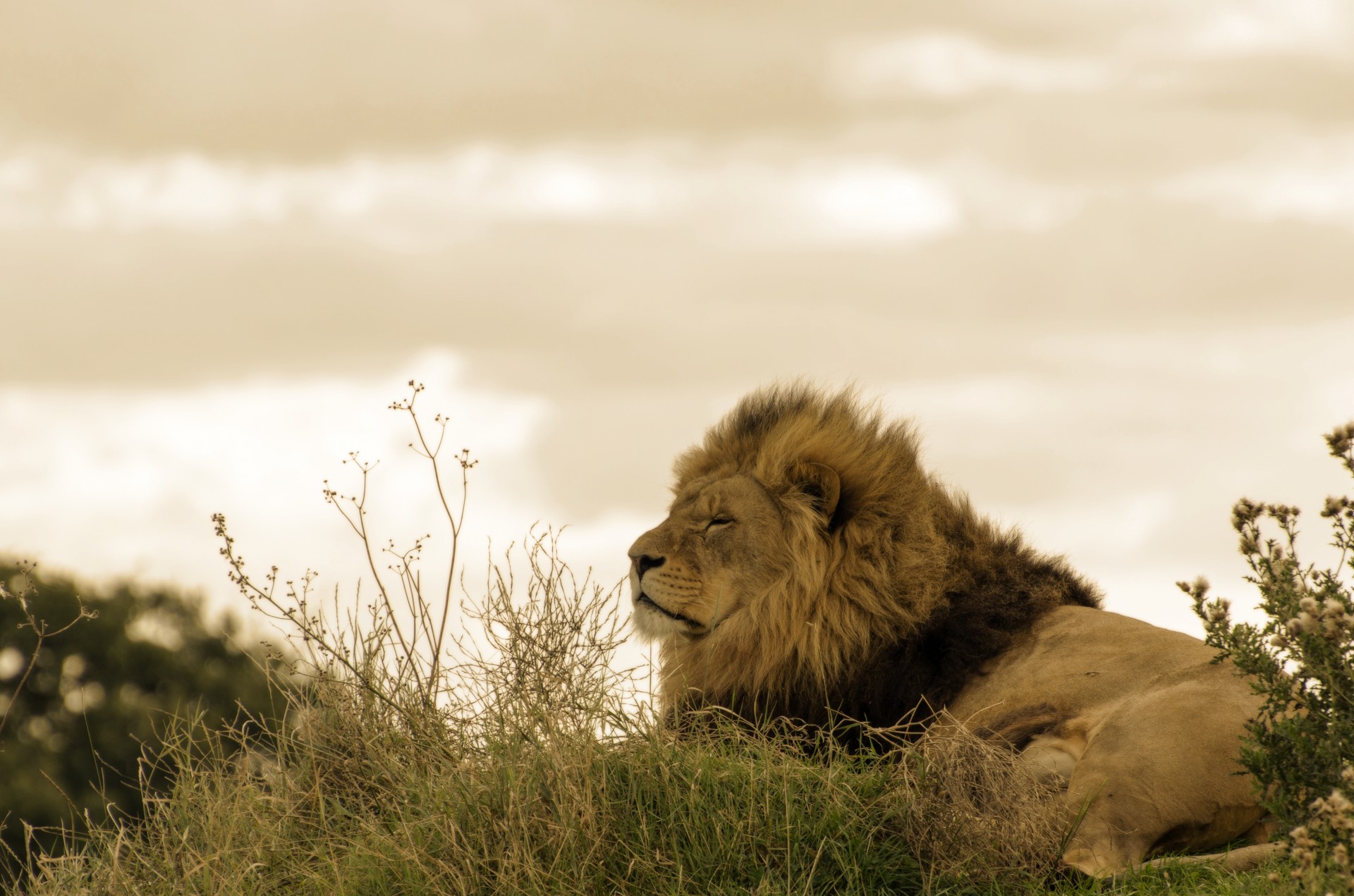 lion veld sunrise free photo