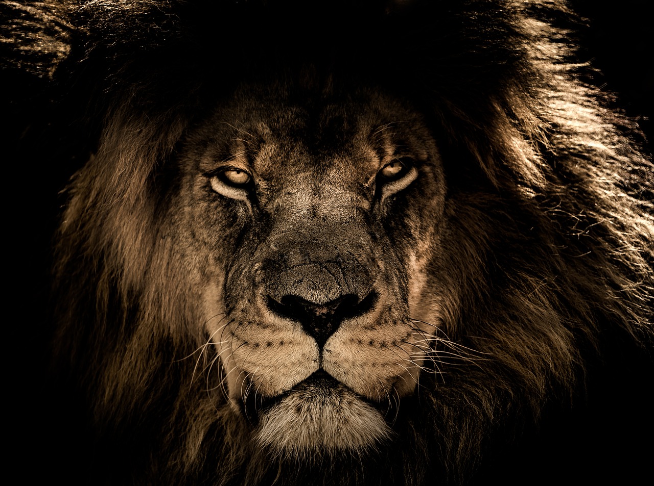 african lion mane close eyes free photo