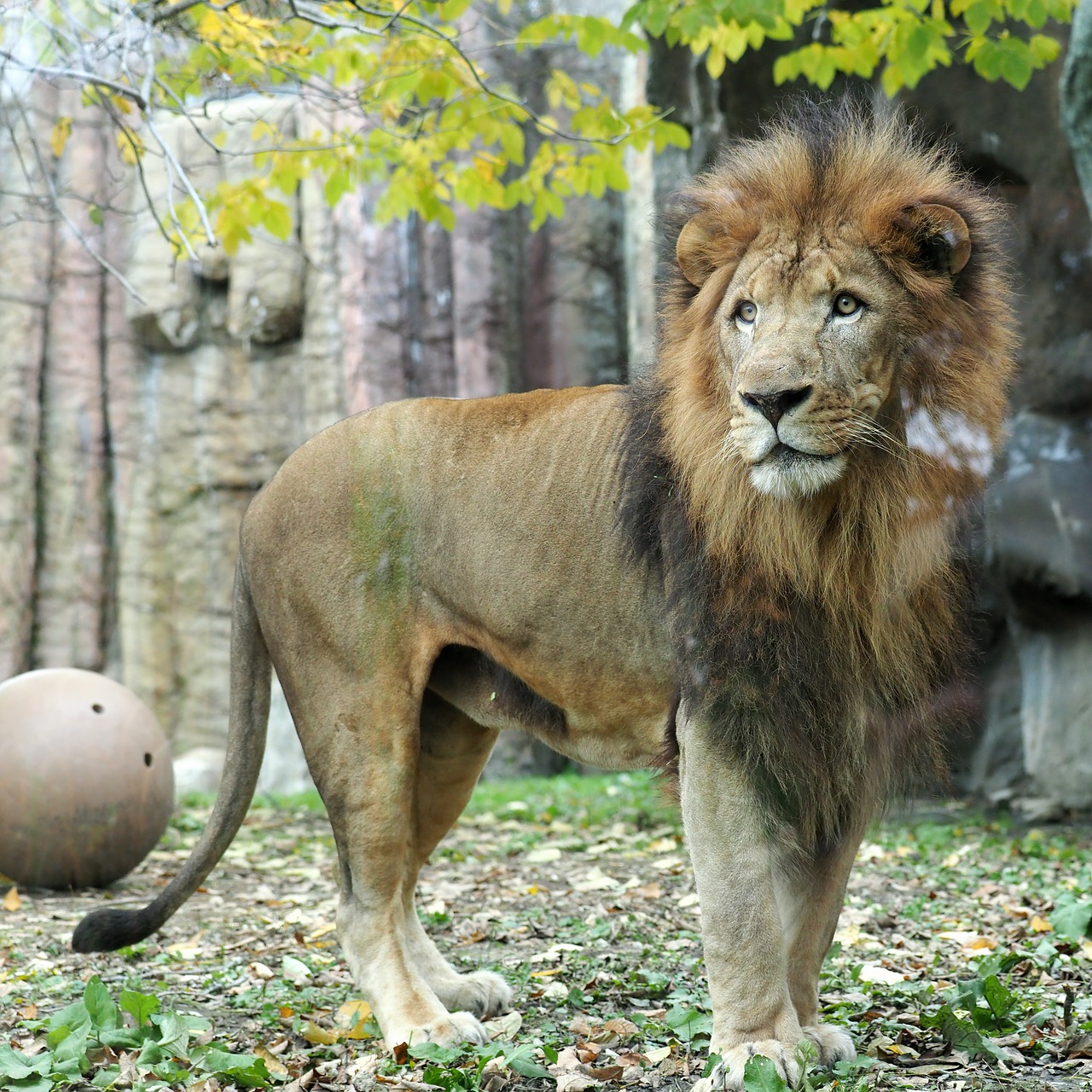 african lion  zoo  cat free photo