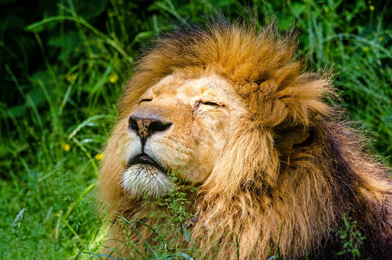 african lion lion male free photo