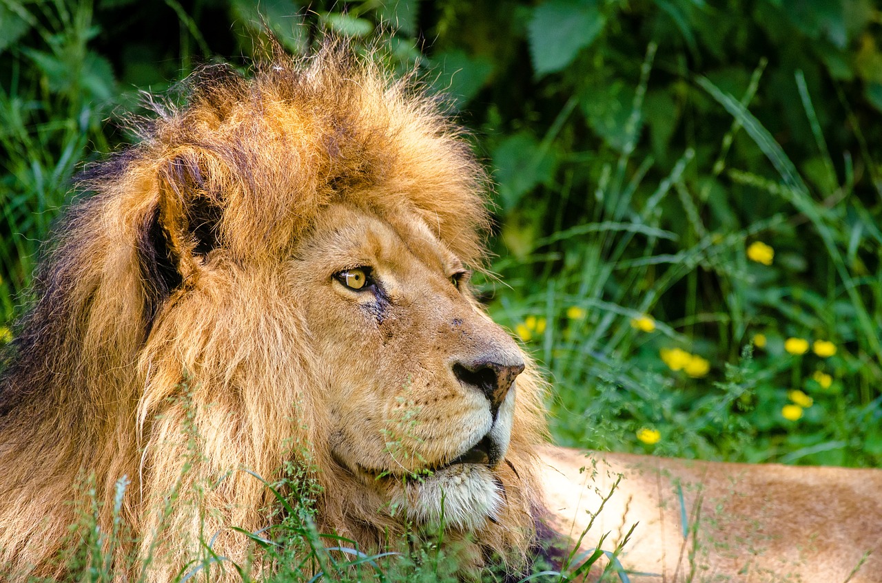 african lion lion male free photo