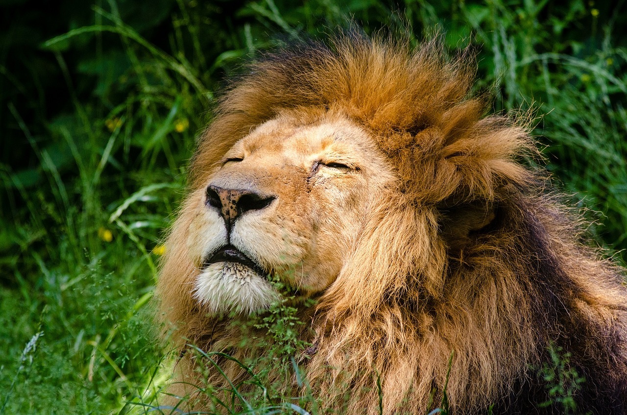 african lion feline big cat free photo