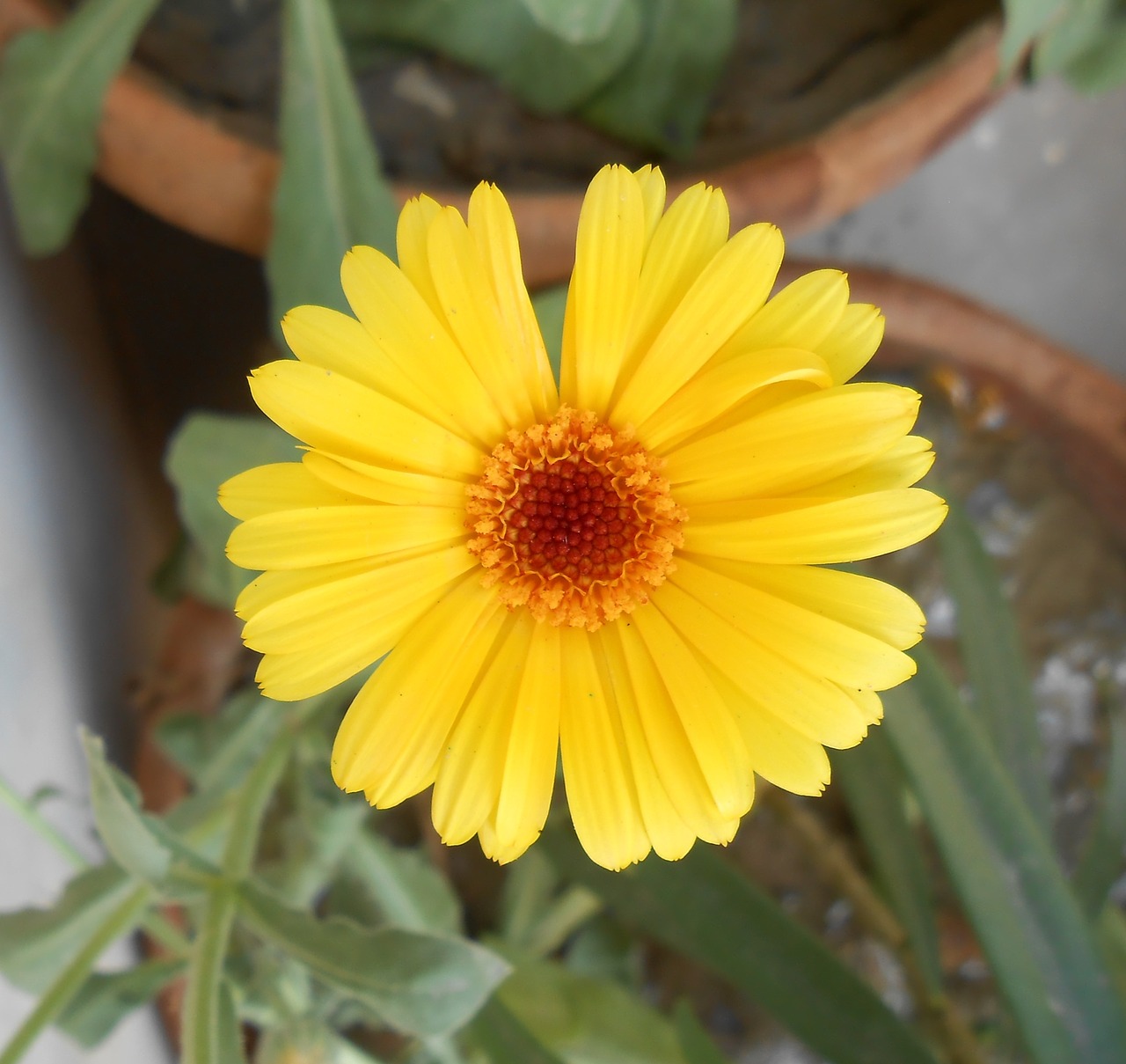 african marigold yellow flower marigold free photo