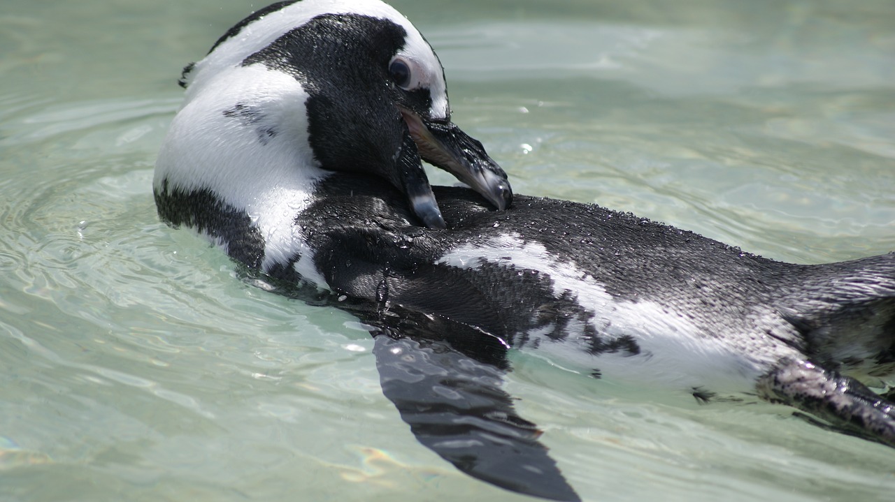 african penguin swimming zoo free photo