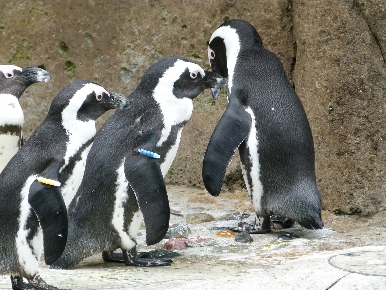 african penguin aves group free photo