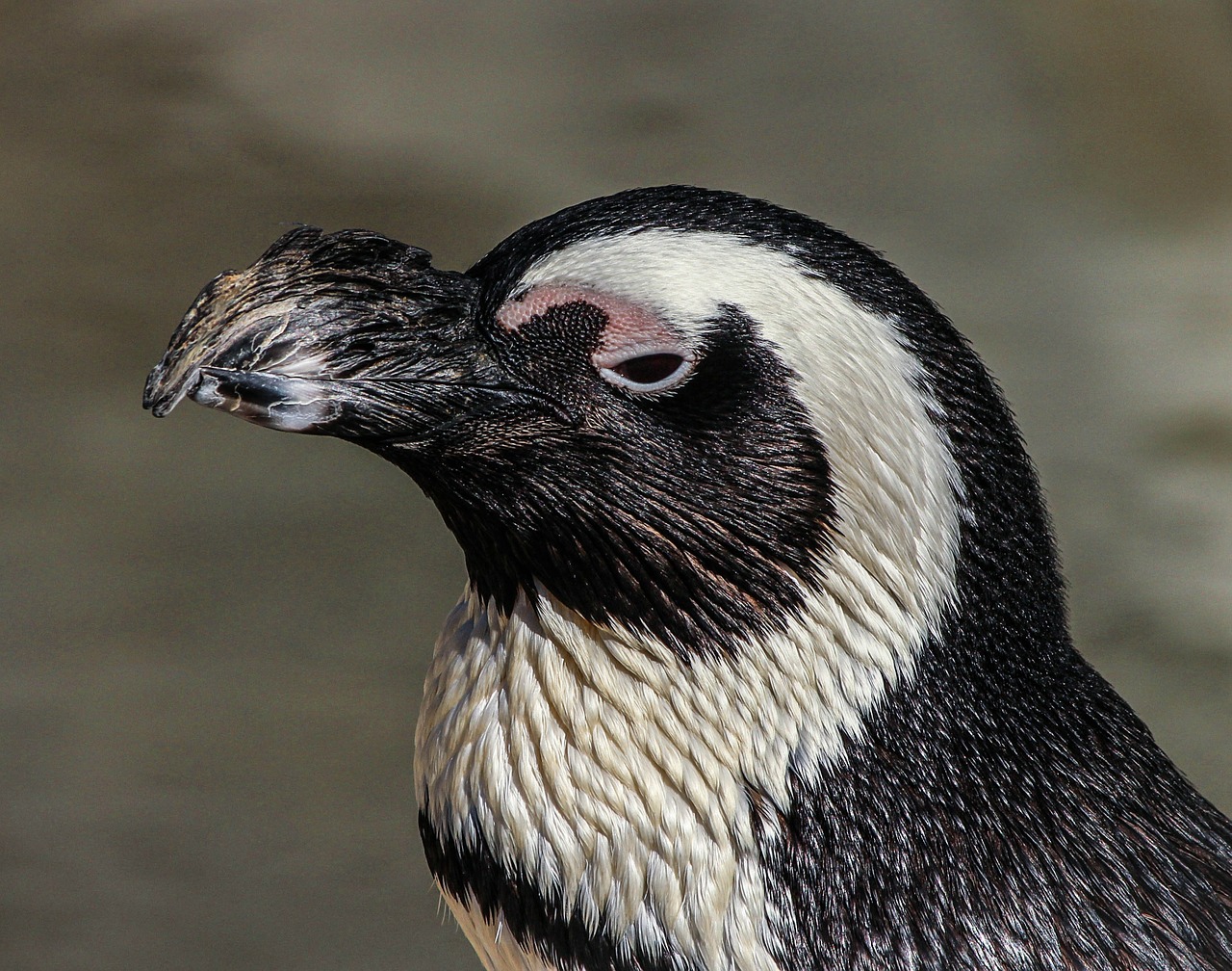african penguin penguin spheniscus demersus free photo