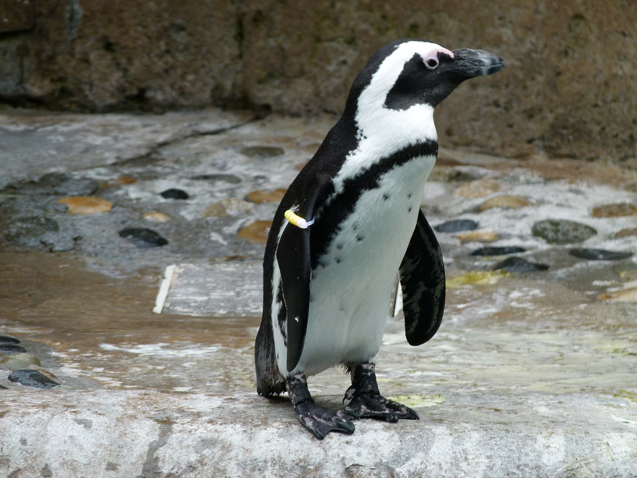 african penguin aves spheniscus demersus free photo