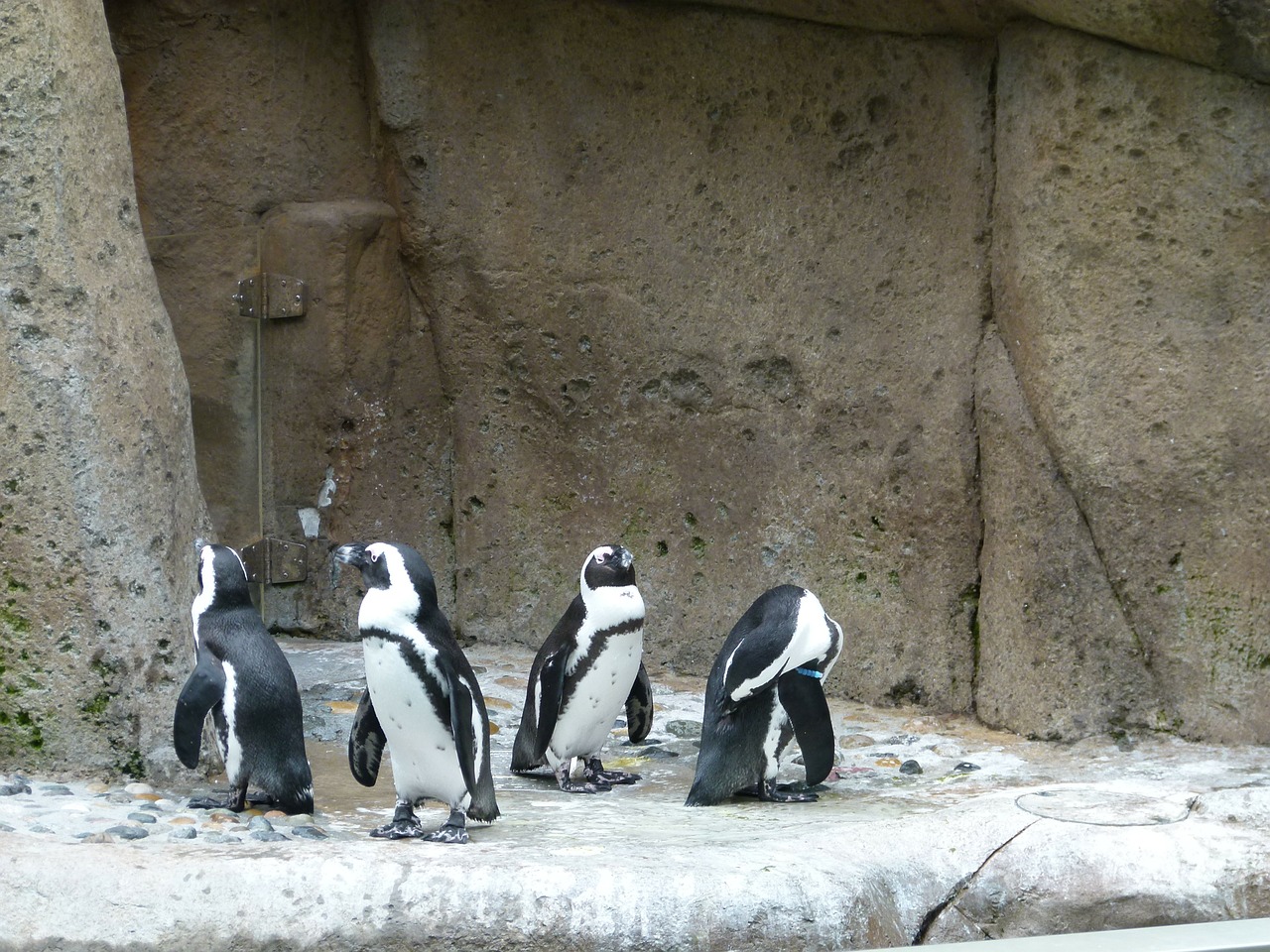 african penguin aves group free photo
