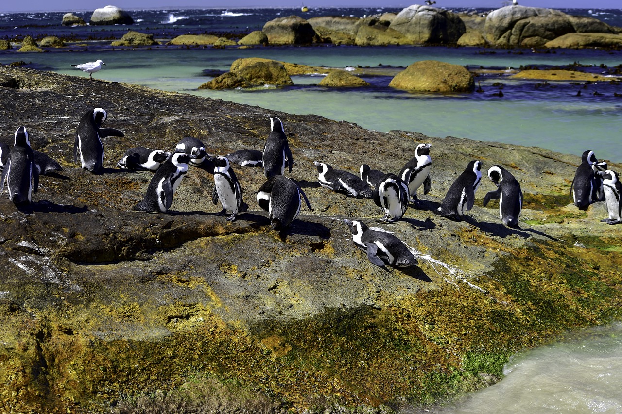 african penguin boulders beach nature free photo