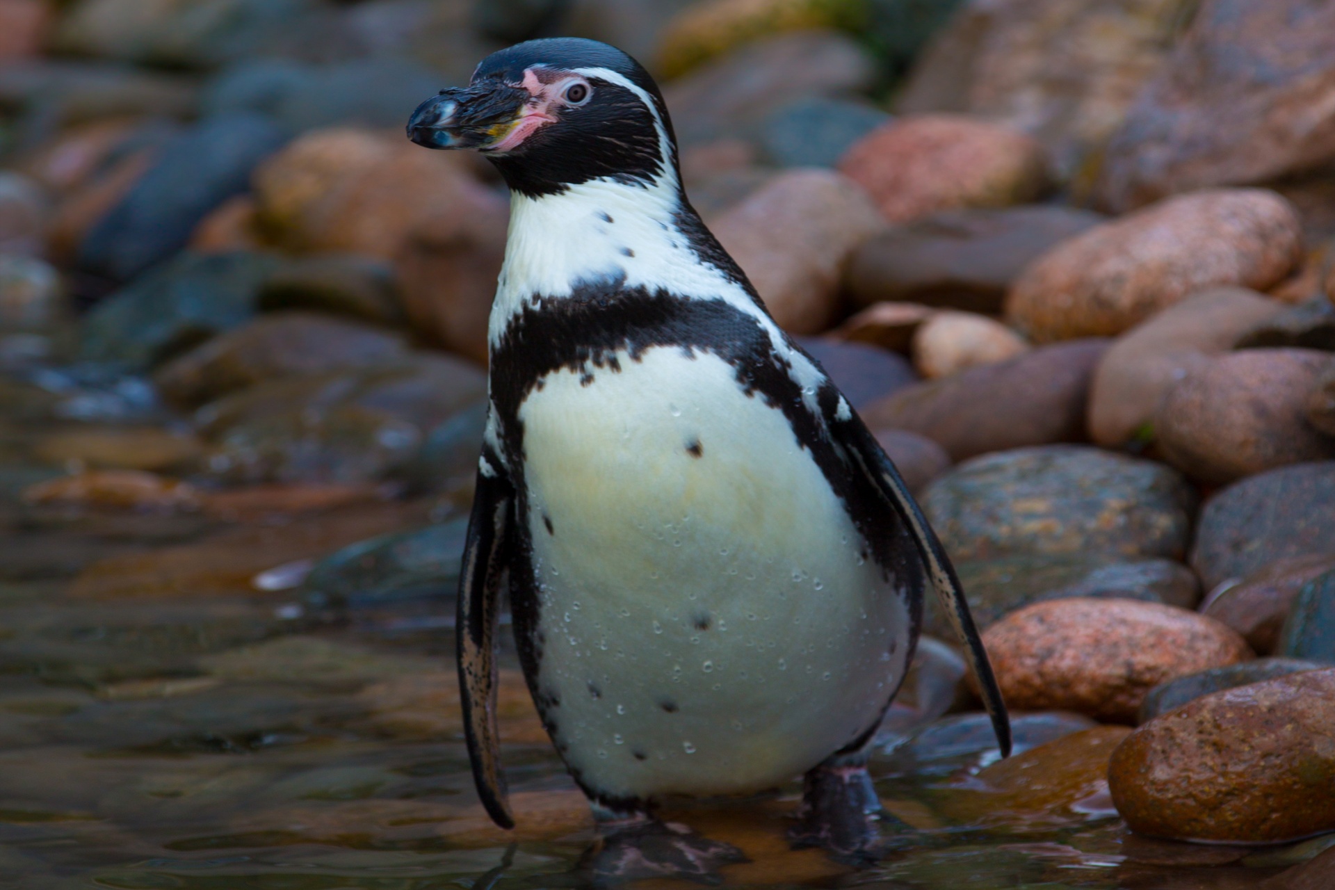 Очковый Африканский Пингвин